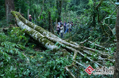 云南勐海1800多岁云南巴达野生古茶树茶树王仙逝
