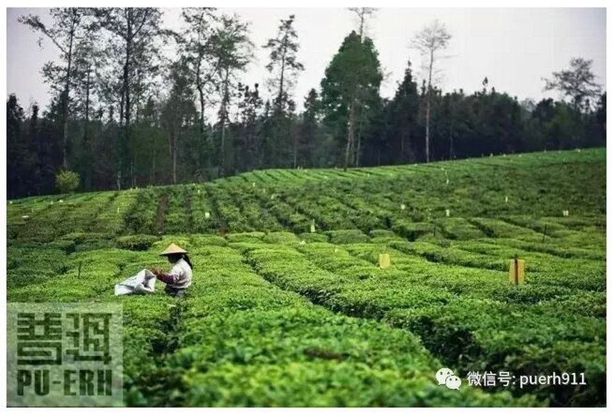 台地茶的品种繁育呈现“百花齐放”的特色